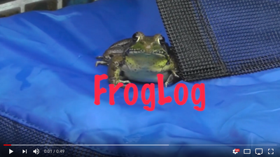 Swimline Saving Lives, One Frog at a Time